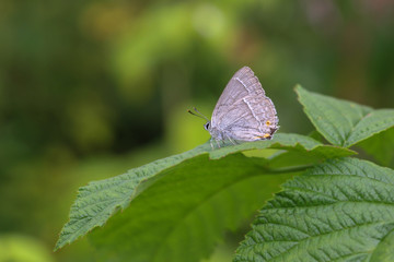 Favonius quercus. Small butterfly.