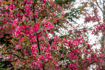 Tree blossoms in spring