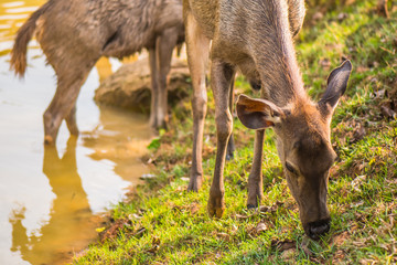 Wildlife that lives in the national park area.5