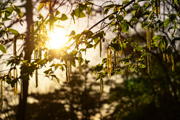 Sunset in the forest