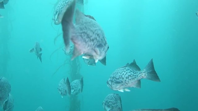 Wide Angle: School of Fish Swimming Through Forest of Kelp in Point Lobos, California