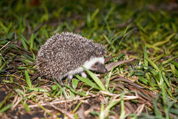 Puercoespin in Karatu in Tanzania
