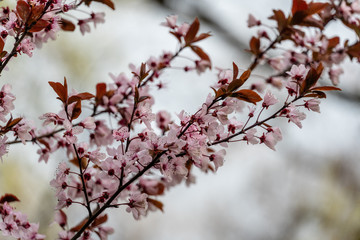 Tree blossoms in spring