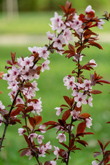 Tree blossoms in spring
