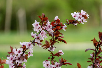 Obraz premium Tree blossoms in spring