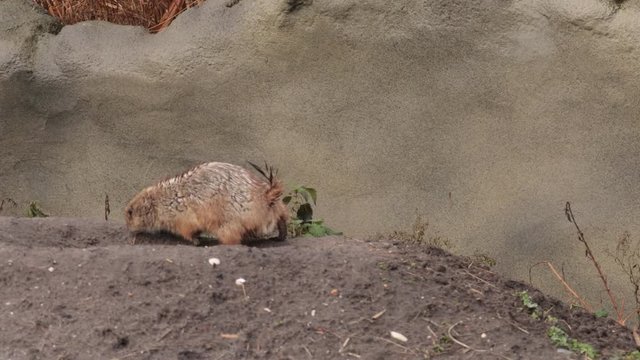 Squirrel spermophilus playing in nature