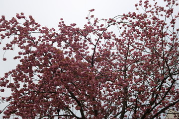 fleurs