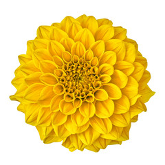 flower yellow dahlia isolated on white background with clipping path. Close-up. Nature.