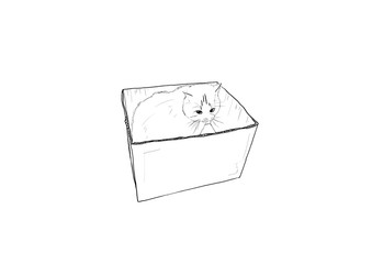猫