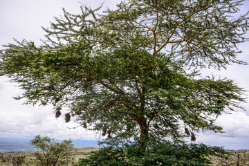 Landscape in Tanzania