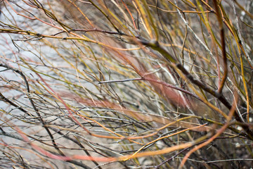 Pile of tree branches composition as a background texture