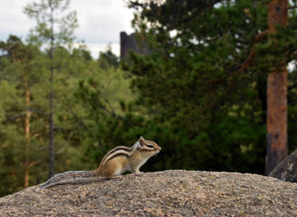 squirrel on tree