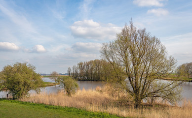Budding leaves on the twigs and branches of a tree on the edge of a Dutch lake. The spring season...
