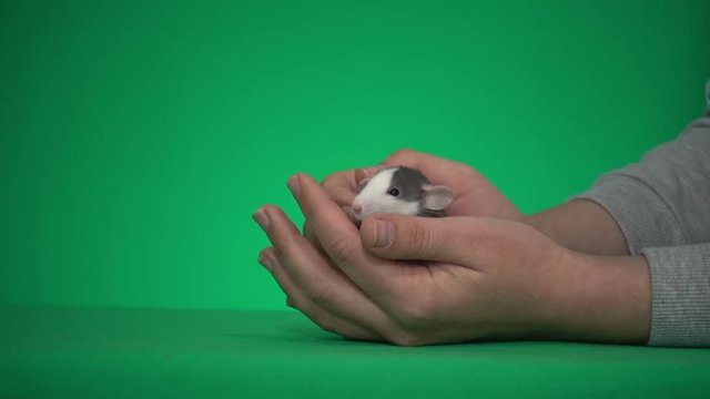 Dumbo Rat And Human Hand On Green Screen