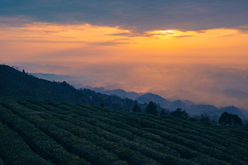 Naklejka na ściany i meble Alpine tea garden in the morning. The morning of the alpine tea garden. Mengdingshan Tea Garden, Ya'an, Sichuan, China.