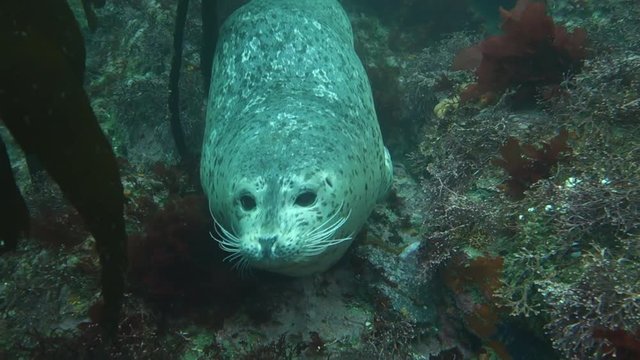 Close Up: Seal Resting in Kelp Forest Then Curiously Nudging Face on Camera in Point Lobos, California