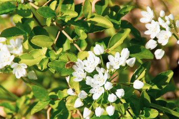 Piccola ape al lavoro in primavera