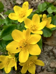 Obraz premium beautiful yellow spring wild flower in the forest close up