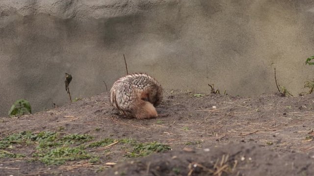 Squirrel spermophilus playing in nature