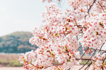 Beautiful full bloom cherry Blossom in the early spring season. Pink Sakura Japanese flower