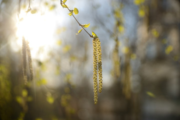Spring birch catkins on branch without leaves on blue sky background. Birch catkin as Allergy trigger