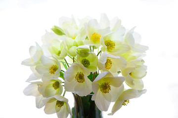white flowers on a white background with a yellow middle