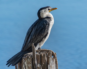 Little Pied Cormorant on post