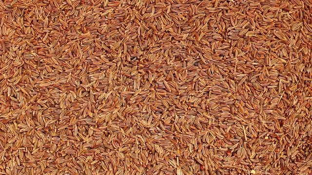 Seeds of cumin close up
