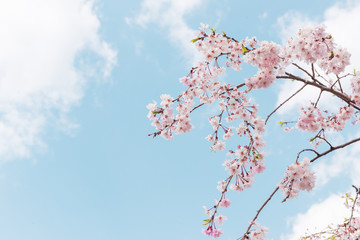 Pastel pink cherry blossoms (sakura) blooming in spring in bright sunny day with blue sky