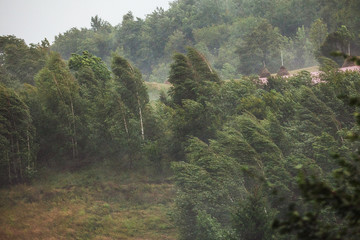 Strong winds make trees bow