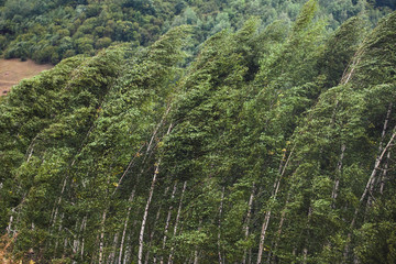 Strong winds make trees bow