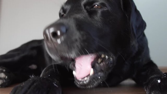 black dog labrador retriever with appetite nibbles in the mouth