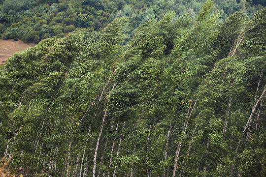 Wind Blowing Through Trees