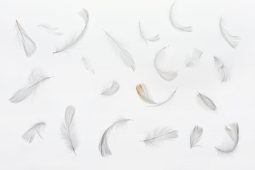 seamless background with grey faint feathers isolated on white