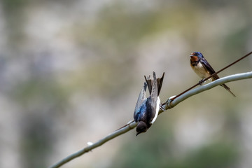 Swallow sitting on wire against variegated blurred defocused background. Small birds in their already natural city habitat. Summer day in Matera, Basilicata region, Southern Italy