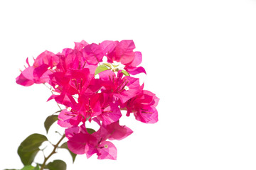 Bougainvilleas branch isolated on white background.Clipping path.