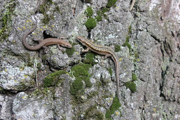 lizards on a rock