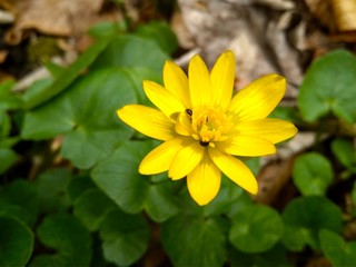 beautiful yellow spring wild flower in the forest close up