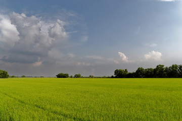 green field and blue sky