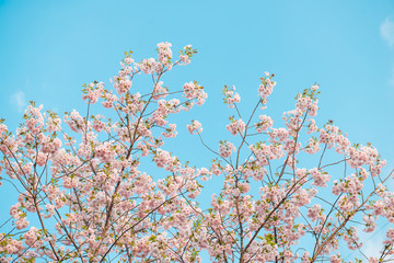 Spring time, branch of sakura flowers