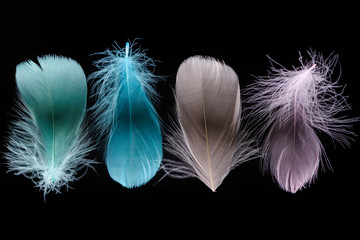 green, blue, grey and pink light plumes isolated on black