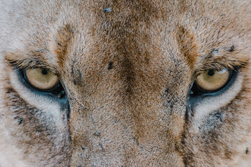 eyes female lion portrait