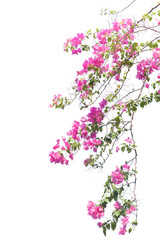 Bougainvilleas branch isolated on white background.