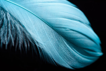 close up of lightweight blue textured feather isolated on black