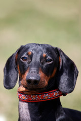 Portrait of sweet black and tan Duchshund dog on green background with look right to the camera, clever and attentive. Outdoors, close up,  big copy space above..