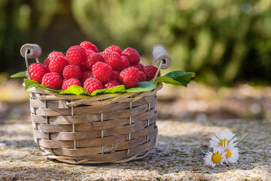 Basket of freshly picked raspberries in the garden