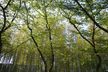 竹林の手前に、新緑の若葉が茂り始めた広葉樹がある風景