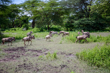 Big migration in Ndutu Tanzania