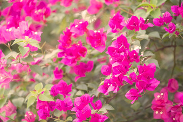 Bougainvillea flower with blurred background.