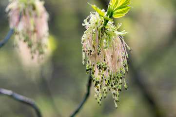 Acer negundo flowering tree branches, amazing green red flowers in bloom, sprintime season
